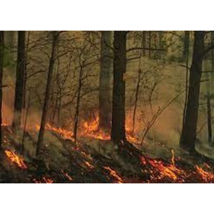 Opatrenia  na  zabezpečenie  ochrany  lesov  pred požiarmi  na  rok  2024