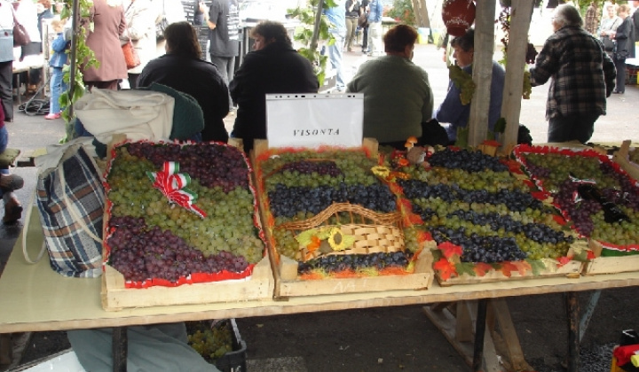 Domoszló 2007